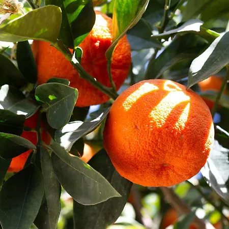 Casa Tesoro Moraira Ferienhaus Benissa